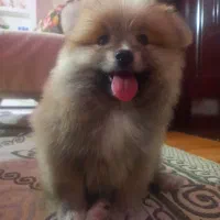 ۲عدد توله پامر خرسی بسیار خوشگل ناز فوری