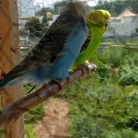 معاوضه با ماده گرید دار