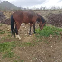 اسب نریان ۵ به ۶ سال