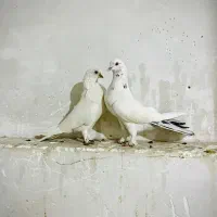 کفتر زاغ|پرنده|ساری, |دیوار