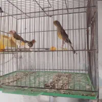 انواع پرنده