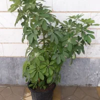 گل شفلرا بزرگ دو شاخه