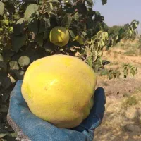 میوه به (بید)|خوردنی و آشامیدنی|هرسین, |دیوار