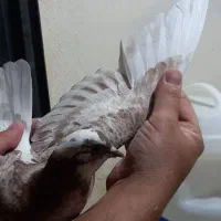 کبوتر|پرنده|محمدشهر, ولدآباد|دیوار