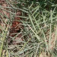 فروش پاجوش مضافتی