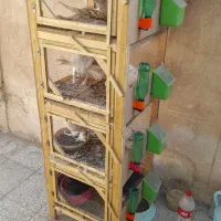 کبوتر زینتی