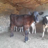 فروش ۲راس گوساله ماده