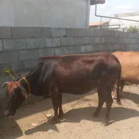 فروش گاو چاق قصابی