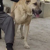 سگ گمشده|حیوانات|ارومیه, |دیوار