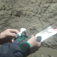 کفتر|پرنده|گلپایگان, |دیوار