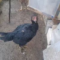 لاری تخم گذار|حیوانات مزرعه|لاهیجان, لیالستان|دیوار