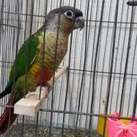 جوجه گرینچیک همه نژاد موجود دستی و سرلاکی امیدیه|پرنده|امیدیه, |دیوار