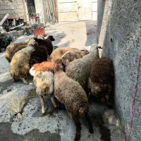 بره ماده مهربانی و مغان. گوسفند میش