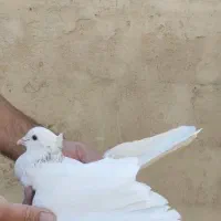 کفتر پرشی|پرنده|ری, سیزده آبان|دیوار