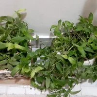 گیاه. سرسبز اپارتمانی|گل و گیاه طبیعی|تهران, حکیمیه|دیوار