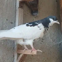 کبوتر|پرنده|برازجان, |دیوار