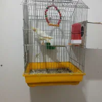 عروس هلندی مرغ عشق