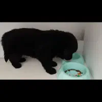 توله ژرمن فوق حرفه ای موبلند