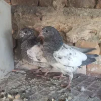 جوجه پاکستانی