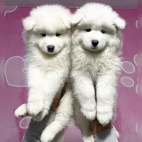 نژاد بزرگ دوست داشتنی تیپ اروپایی با اصالت