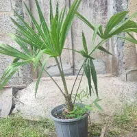 گل یاس پالم شمشاد