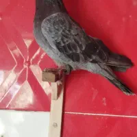 پلاکی نر