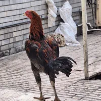 خروس و مرغ لاری نژاد برتر