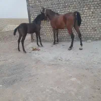 اسب مادیان