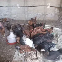 نیمچه مرغ و خروس محلی