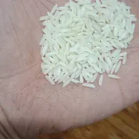 برنج پرمحصول فجر