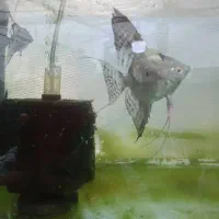 فروش ماهی گوپی وانجل|ماهی|شیراز, جمال آباد|دیوار