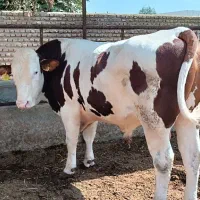فروش گاو گوساله سیمینتال نر و هلشتاین