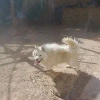 فروش سگ خانگی ب دلیل نداشتن مکان|سگ|نجف‌آباد, یزدانشهر|دیوار