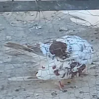 رفتنی|پرنده|قم, قلعه عموحسین|دیوار