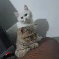 گربه بریتیش و اسکاتیش|گربه|تهران, راه آهن|دیوار