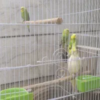 مرغ عشق و عروس هلندی
