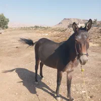 فروشی|حیوانات مزرعه|دره شهر, |دیوار