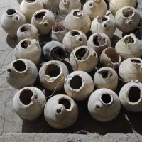 فنچ مرغ عشق|پرنده|بندرعباس, |دیوار