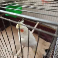 عروس هلندی