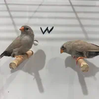 فنچ زبرا جوجه شارکول لایت بک وانگلیسی