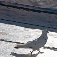 سفیدکاکول ماده بازیدار