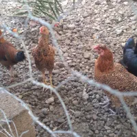 جوجه محلی|حیوانات مزرعه|جیرفت, |دیوار