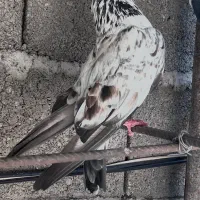 کبوتر پرشی