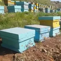 فروش جعبه کندو زنبور عسل