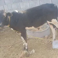 فروش گوساله نر