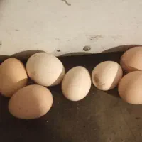 تخم مرغ نطفه دار