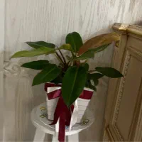 گل تزئینی آپارتمانی مناسب هدیه