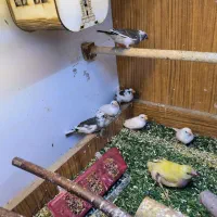 طوطی برزیلی ماده و فنچ خاص|پرنده|شیراز, خلدبرین|دیوار