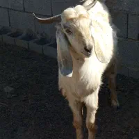 چپش یک سال چاق ۲۰کیلو گوشت داره|حیوانات مزرعه|حور, |دیوار