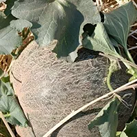 زمین کشاورزی.اجاره .توابع جوانرود